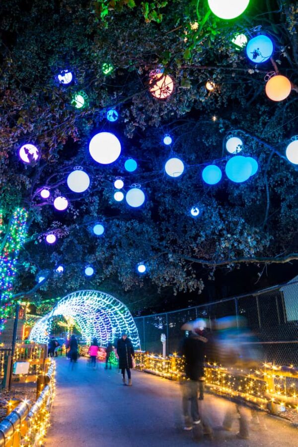 Strolling Through the Festive Winter Light Spectacular at the Lehigh Valley Zoo - Uncovering PA