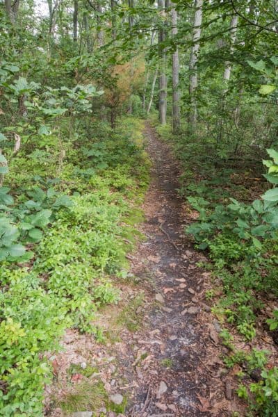 Hiking Mount Nittany in State College, PA