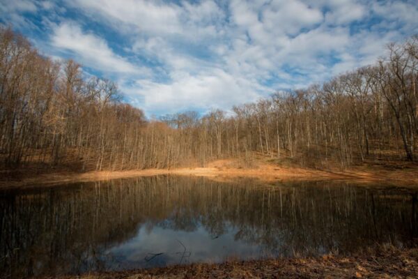 Hiking in Boyd Big Tree Preserve to the pond