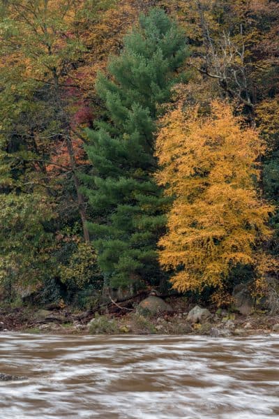 Autumn trees on Ferncliff Peninsula in Ohiopyle State Park