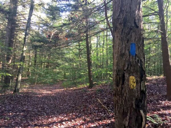 Ketchum Run Trail in Loyalsock State Forest