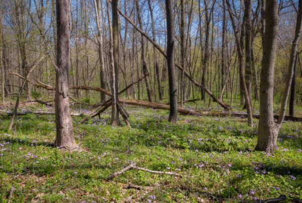 Hiking through a forest in Raccoon Creek State Park