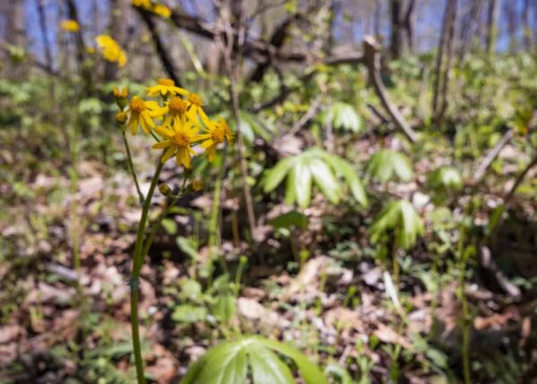 Spring wildflowers in Raccoon Creek State Park
