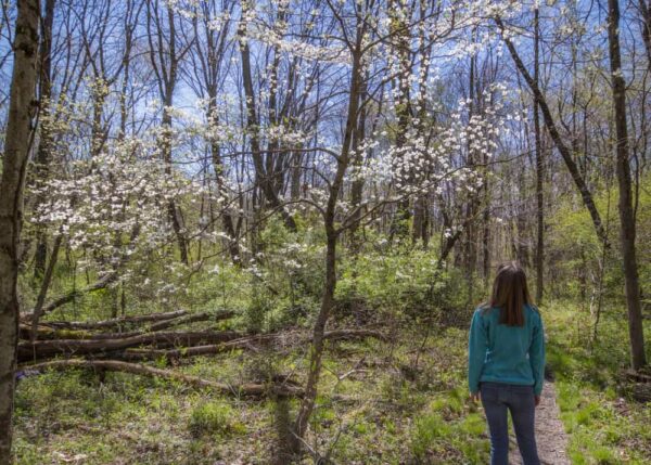 Hiking the Wildflower Reserve at Raccoon Creek State Park
