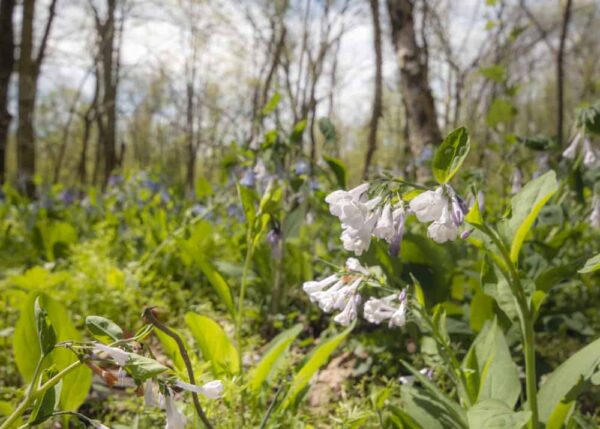 Wildflower Preserve in Raccoon Creek State Park near Pittsburgh, Pennsylvania