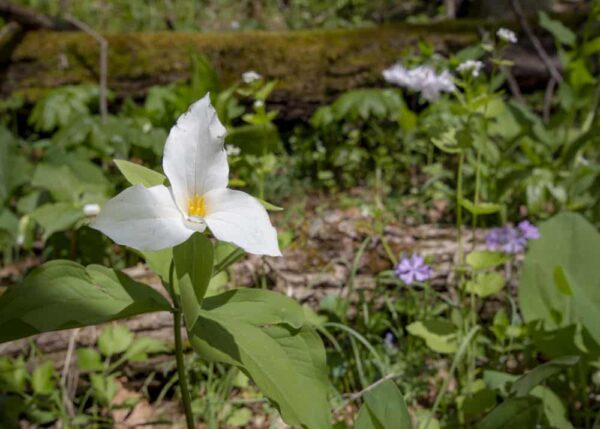 Trillium at the Wildflower Reserve at Raccoon Creek State Park