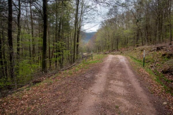 Grassy Hollow Road in State Game Lands 13