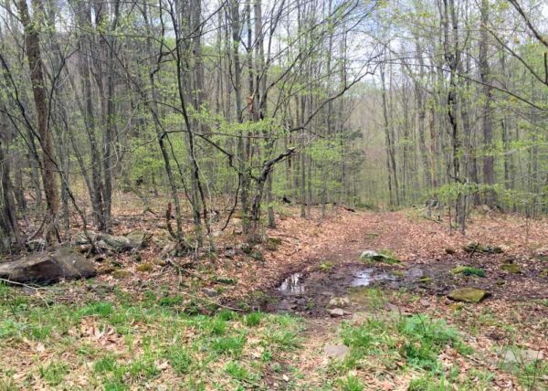 Trail to Lewis Falls in Northeastern Pennsylvania