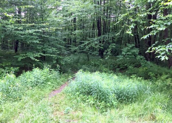 Trail to Logan Falls in Forest County, PA