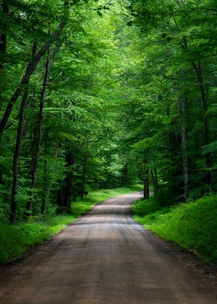 Dirt road in the Allegheny National Forest