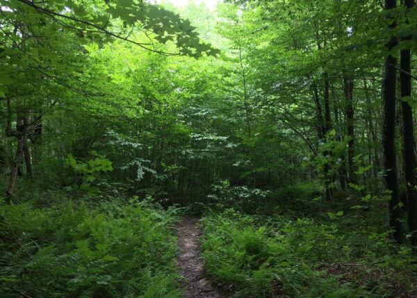 Trail to Logan Falls in Marienville, PA