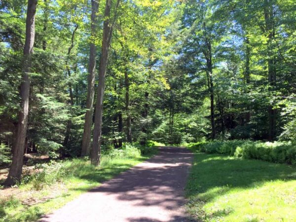 Beach Trail at Ricketts Glen State Park.