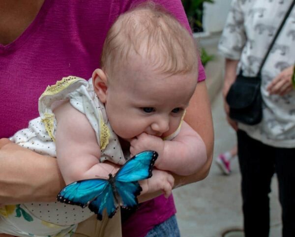 Butterfly at the insectarium in Philadelphia