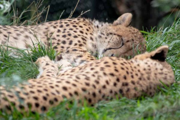 Cheetahs at the Pittsburgh Zoo and PPG Aquarium