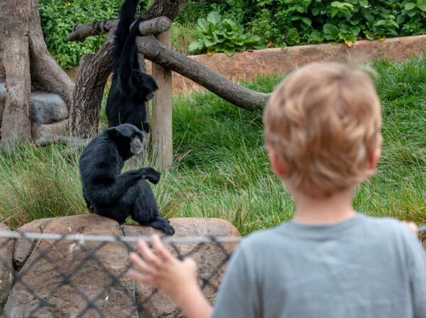 Child watching a monkey at the Pittsburgh Zoo