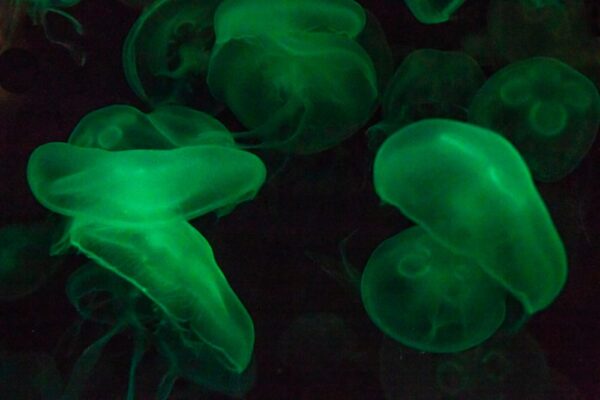 Jellyfish at the aquarium in Pittsburgh, Pennsylvania