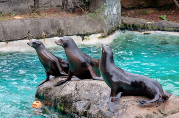 California sea lions at the zoo in Pittsburgh, PA