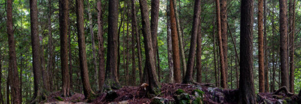 Trees in Loyalsock State Forest