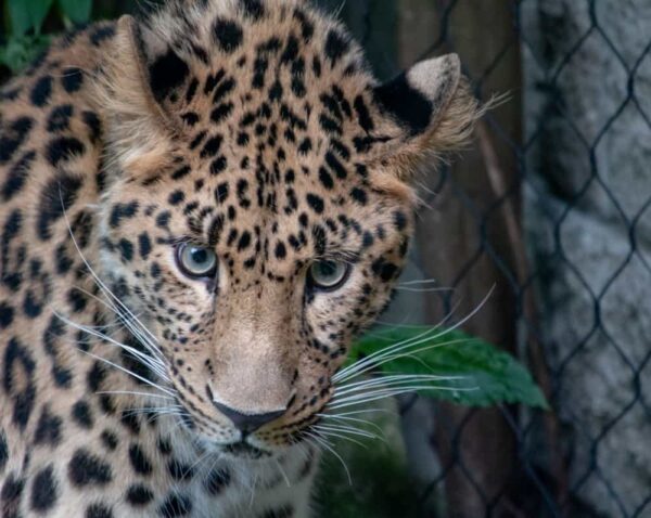 Best photos of PA: Leopard in the Pittsburgh Zoo