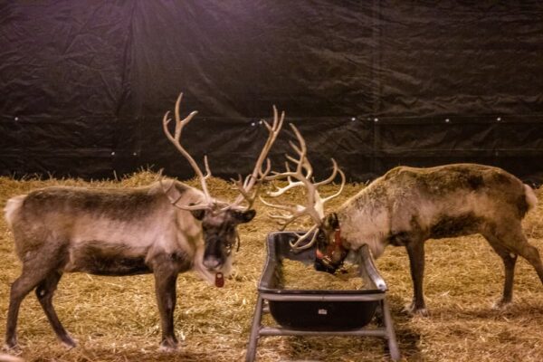 Reindeer at Hersheypark Christmas Candylane