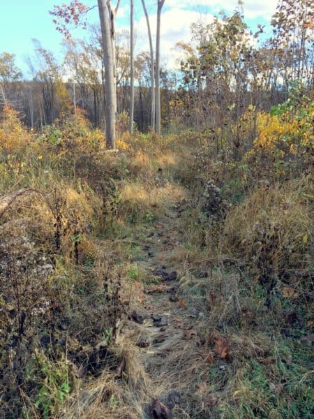 Trail to Stony Garden Ringing Rocks in Bucks County, PA