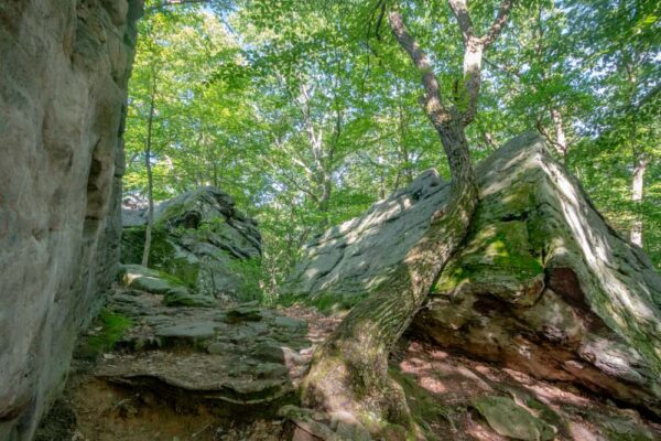 Boulders and trees at Beartown Rocks in Clear Creek State Forest