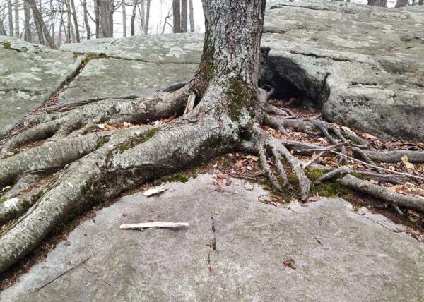 Tree growing out of Beartown Rocks in the PA Wilds