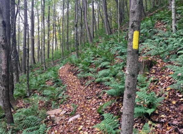 Hiking the Cold Run Trail in the Endless Mountains of PA