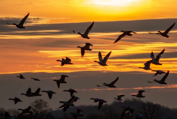 Snow geese at Middle Creek Wildlife Management Area in Lancaster County, PA