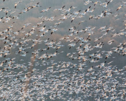 Tips for Seeing PA’s Middle Creek Snow Geese Migration