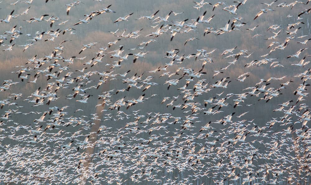 Middle Creek Snow Geese Migration