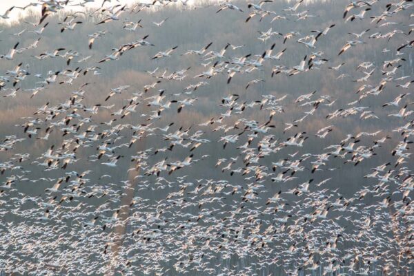 Photographing the snow geese at Middle Creek Wildlife Management Area