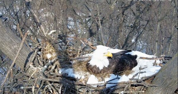 The Hanover, PA, Eagle Cam