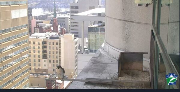 PA Falcon Cam in downtown Harrisburg, Pennsylvania