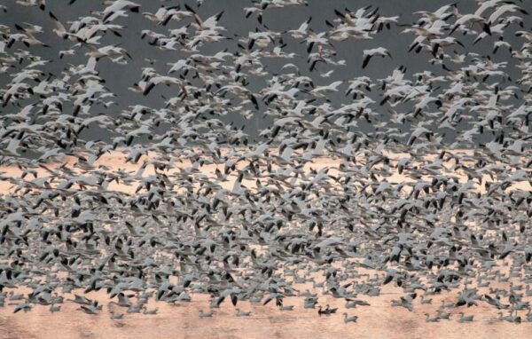 How many snow geese at Middle Creek Wildlife Management Area