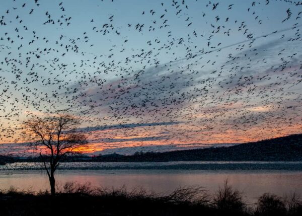 Sunrise at Middle Creek Wildlife Management Area in Lancaster County, PA