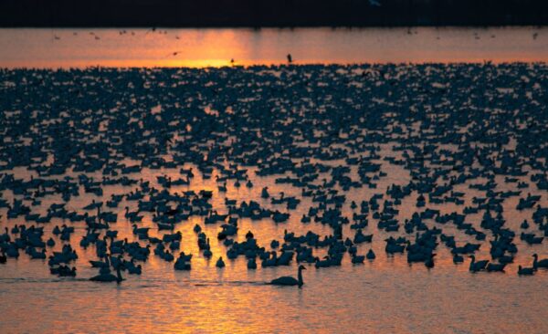 Snow geese at Middle Creek in PA