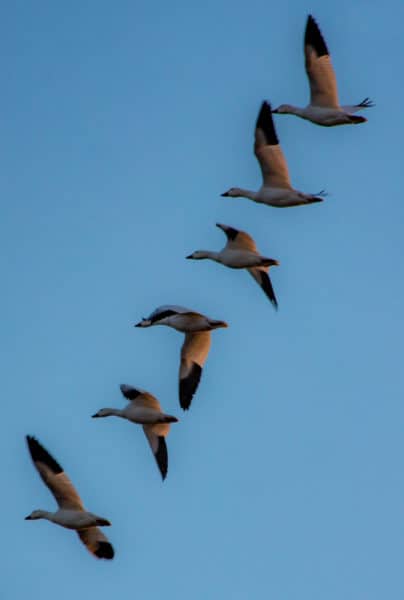 Snow geese at sunrise at Middle Creek Wildlife Management Area in Lebanon County, PA
