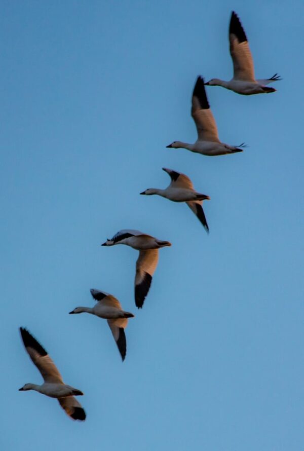 Tips for Seeing PA's Middle Creek Snow Geese Migration Uncovering PA