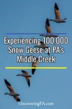 Snow Geese migration at Middle Creek Wildlife Management Area in Lancaster County, Pennsylvania