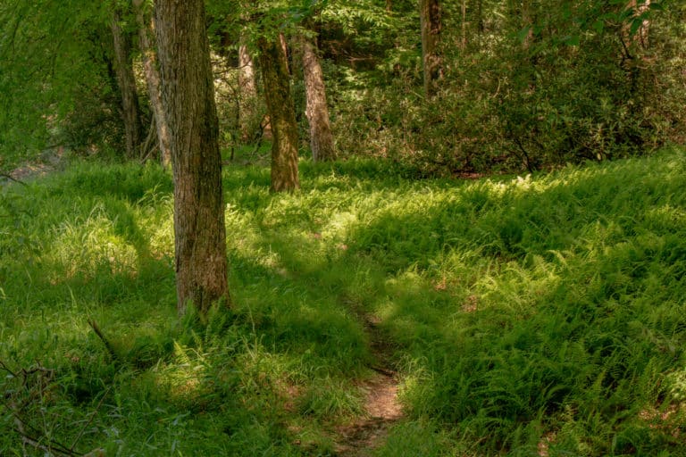 Hiking the Trails of the Beautiful Clear Creek State Park - Uncovering PA