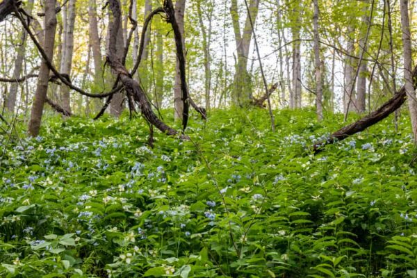 Flowers at Shenks Ferry Wildflower Preserve in Lancaster PA