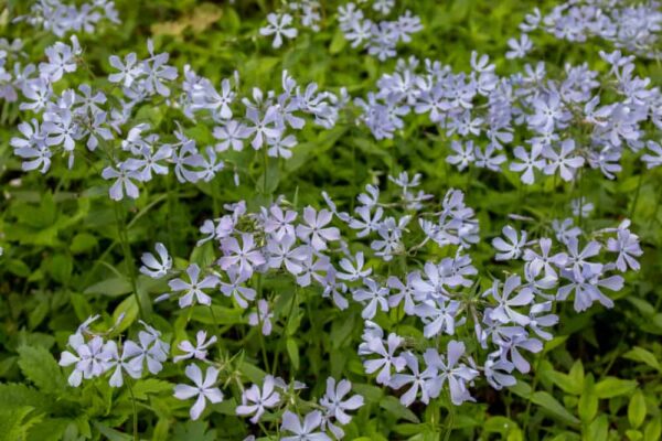 Geraniums at Shenks Ferry Wildflower Preserve in Lancaster, Pennsylvania