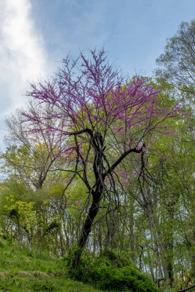 Spring at Shenks Ferry Wildflower Preserve in Lancaster County, PA