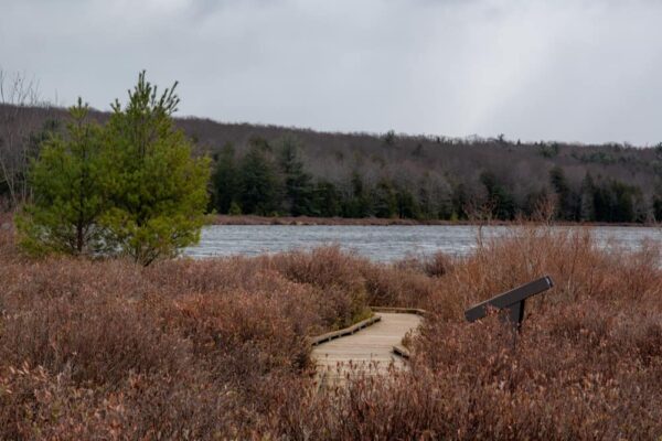 Bog Trail at Black Moshannon State Park in Centre County, PA