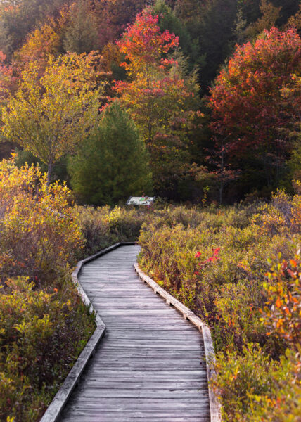 Fall foliage line the boardwalk of the Bog Trail in Black Moshannon State Park