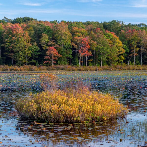 Island of reeds in the middle of the water along the Bog Trail in Black Moshannon State Park near State College PA