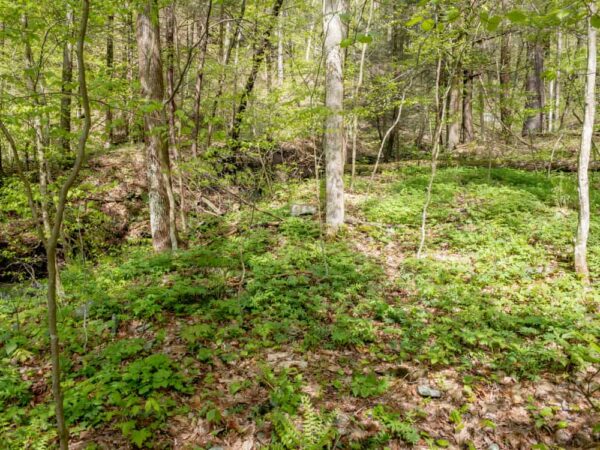 Land around Owassee Slide Run in Tioga County, PA