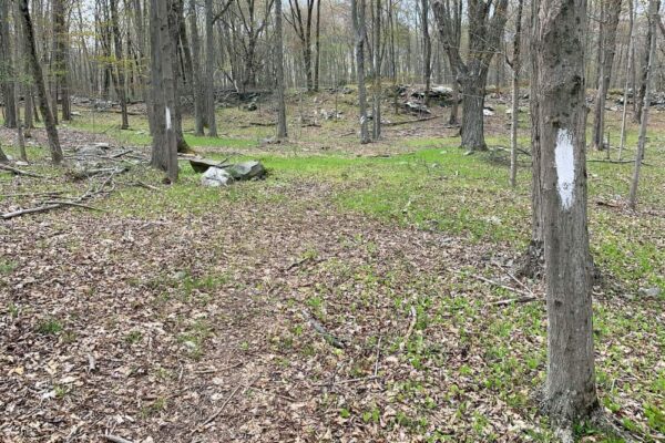 Trails at Camp Hidden Falls in the Poconos