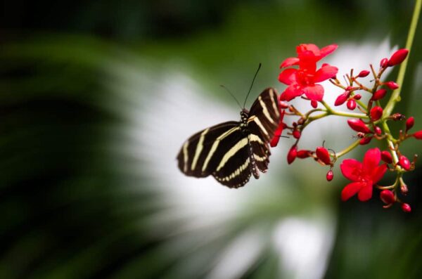 Butterfly at Phipps Conservatory and Botanical Gardens in Pittsburgh, Pennsylvania